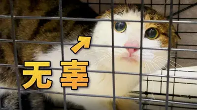 谈恋爱就是犯天条